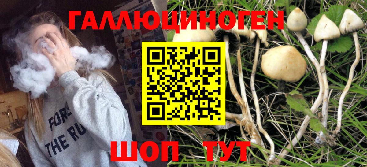 где купить наркотик  Вход с VPN  Ростов-на-Дону  Галлюциногенные грибы MAGIC MUSHROOMS 